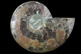 Agatized Ammonite Fossil (Half) - Madagascar #83825-1